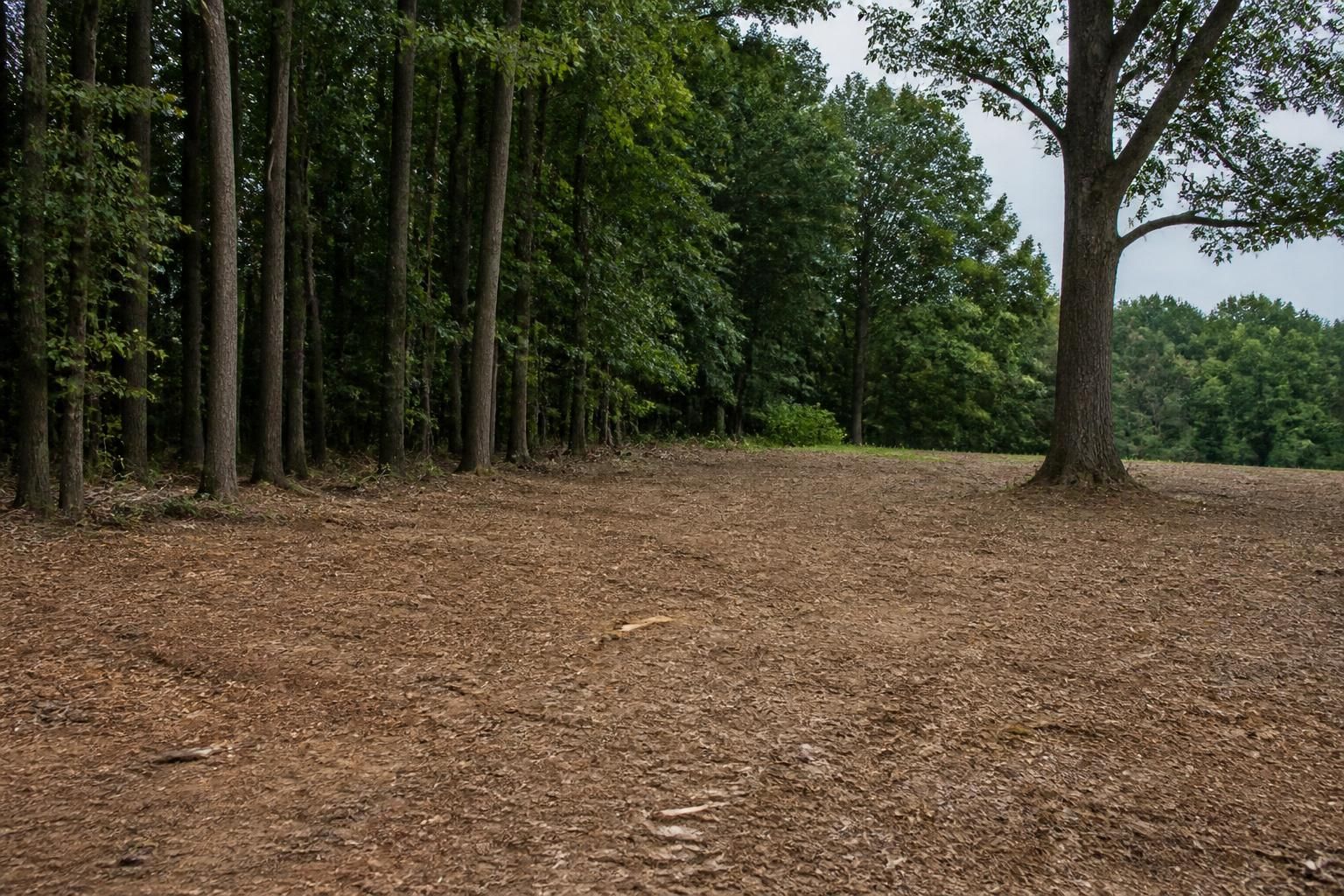 Brush cleared from a wooded property edge.